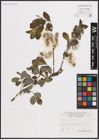 Foto von Salix cinerea L.